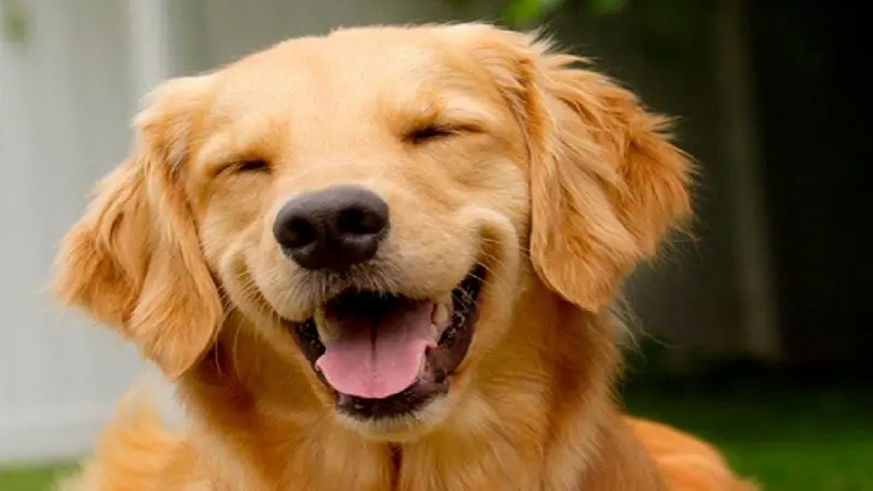 El 2018 estará lleno de la energía del perro