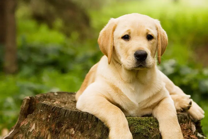 Los perros son capaces de distinguir las palabras