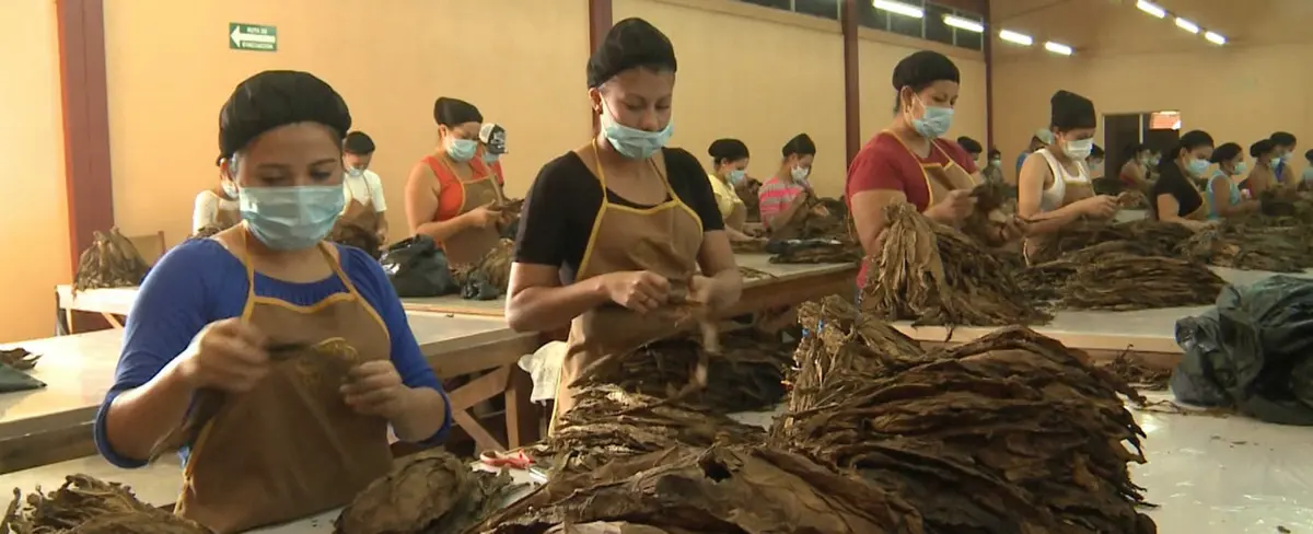 Puros nicaragüenses cautivan a empresarios tabacaleros