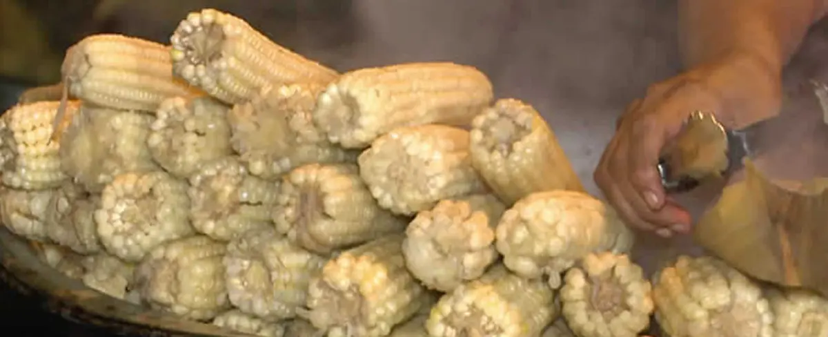 INTA presenta una variedad de maíz blanco con alto rendimiento