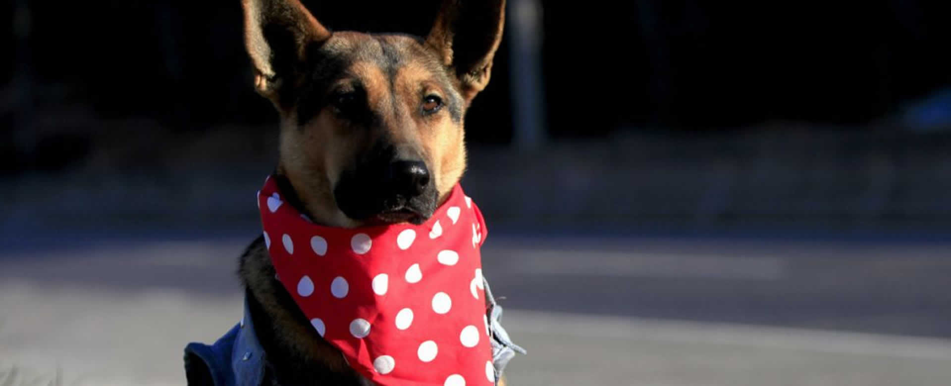 Un estudio asegura que los perros responden a la angustia de sus dueños