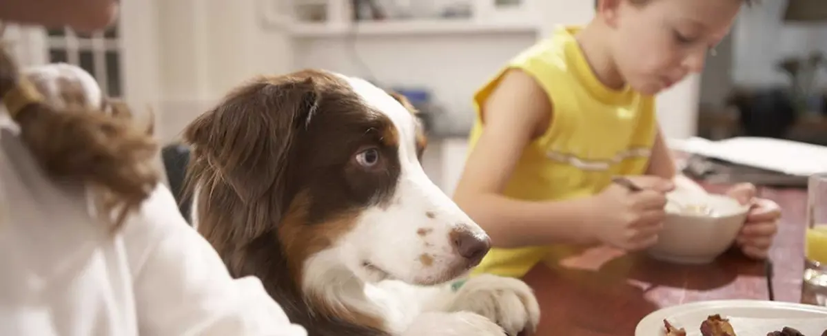 Nuevo Coronavirus puede ser transmitido de perros a humanos