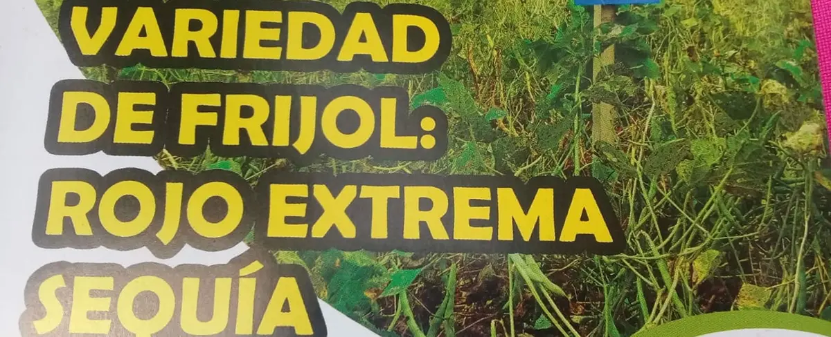 INTA lanza nueva variedad de frijol resistente a sequías