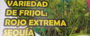INTA lanza nueva variedad de frijol resistente a sequías