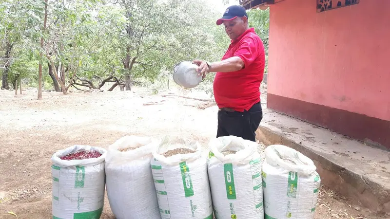 Productores de Chinandega obtienen exitosa cosecha de primera