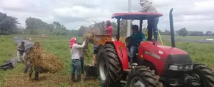 Más de 12 variedades nuevas de frijol, son sembradas en diferentes zonas del país