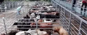 Exportación de carne bovina oscila en 21 millones de libras