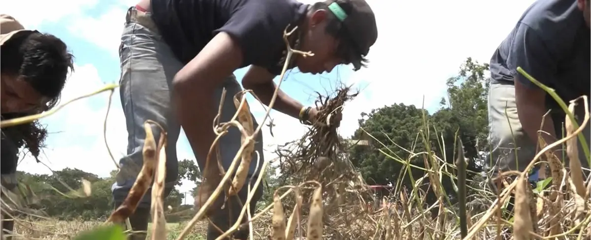 Avanza la productividad de las cosechas en el campo