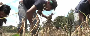 Avanza la productividad de las cosechas en el campo