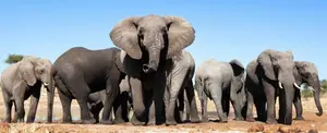Un elefante hembra de Zimbabue pisotea fuerte a turista hasta matarla