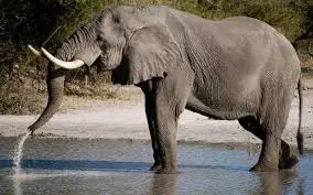 Una elefante de Zimbabue pisotea fuerte a turista hasta matarla