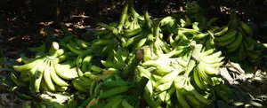 INTA inaugura Centro Nacional del Cultivo de Tejido de Plátano