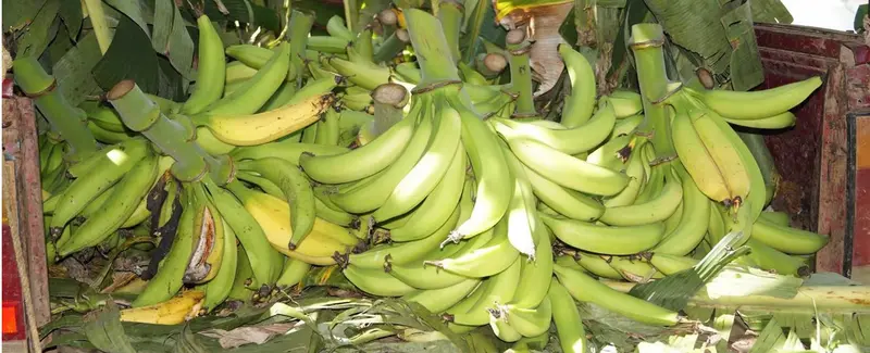 INTA capacita a productores de plátanos para tener una producción de calidad