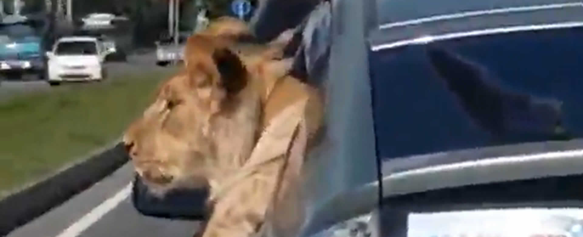 Paraliza las redes, viaje en auto de Joven león tras asomar melena por la ventana