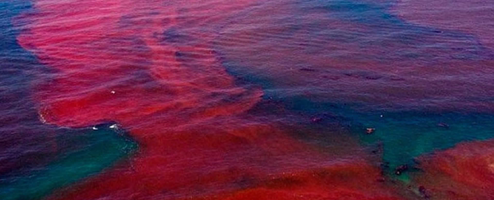 MINSA implementará medidas urgentes ante la presencia de la marea roja en el país