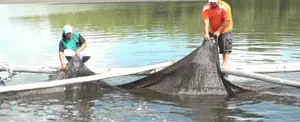 Pesca crece un 11 por ciento dejando buenas cifras para este 2018