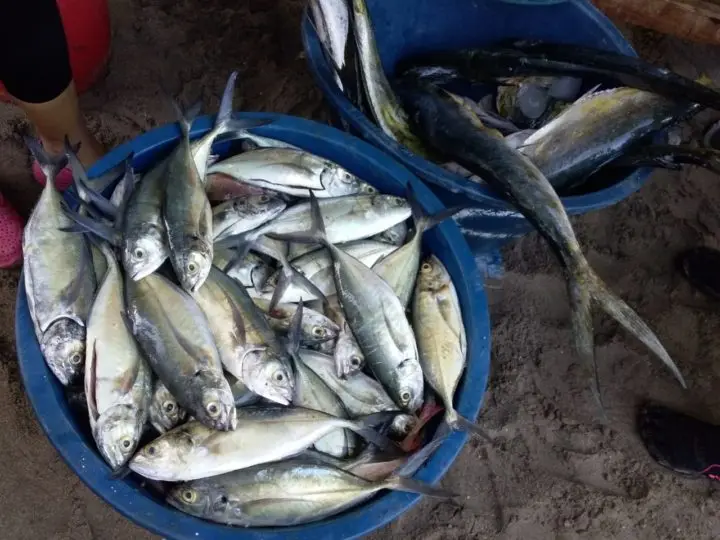 Conoce en que parte de Managua puedes comprar mariscos a precios bajos