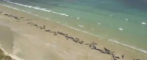 Varamiento masivo de ballenas en las costas de Nueva Zelanda