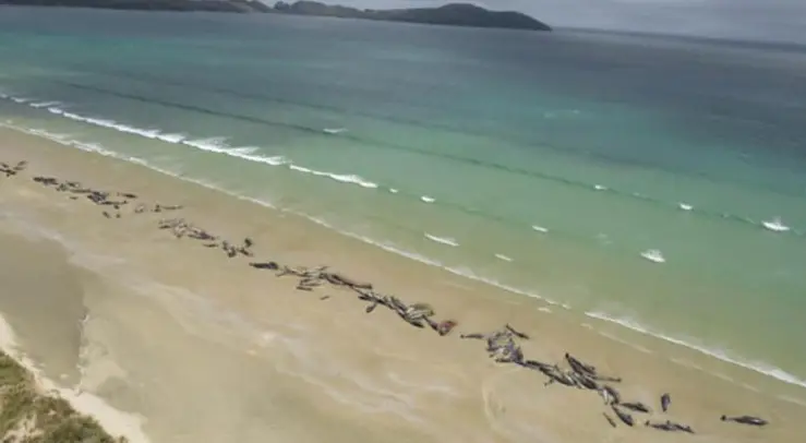 Varamiento masivo de ballenas en las costas de Nueva Zelanda