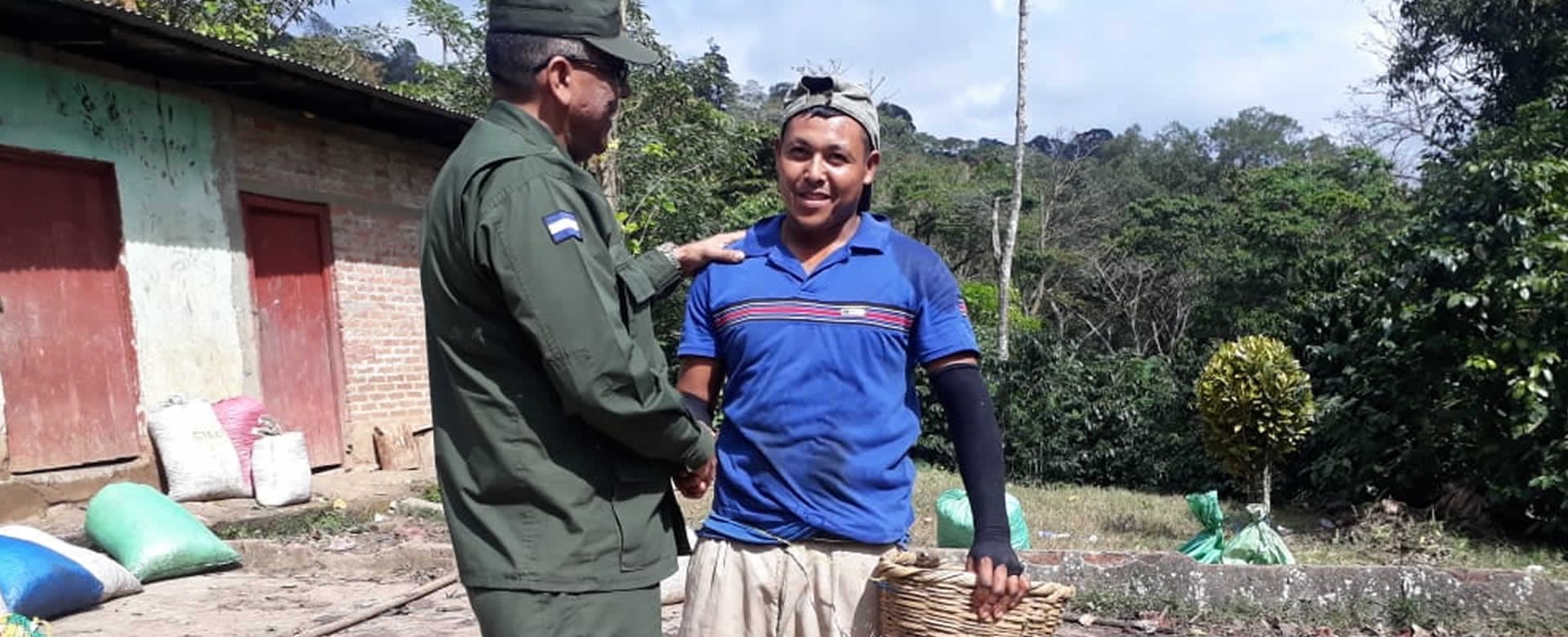 Productores de Café de San Juan Del Río Coco llevan 90% en la recolección de la producción