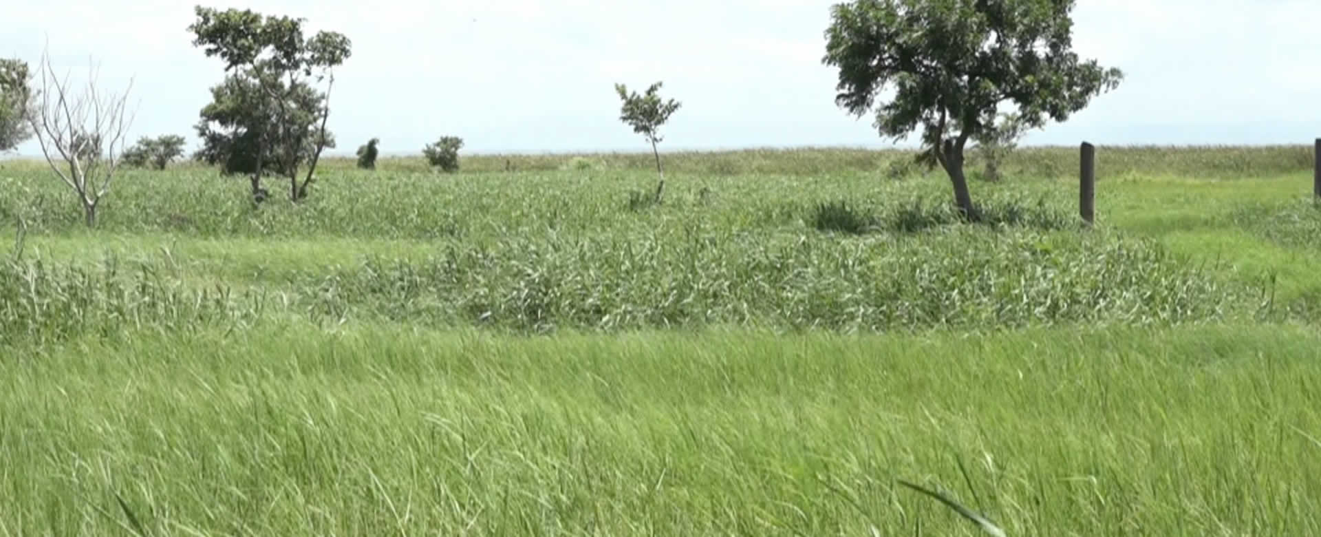 Tercer encuentro nacional evalúa tres ciclos productivos de arroz secano en Nicaragua