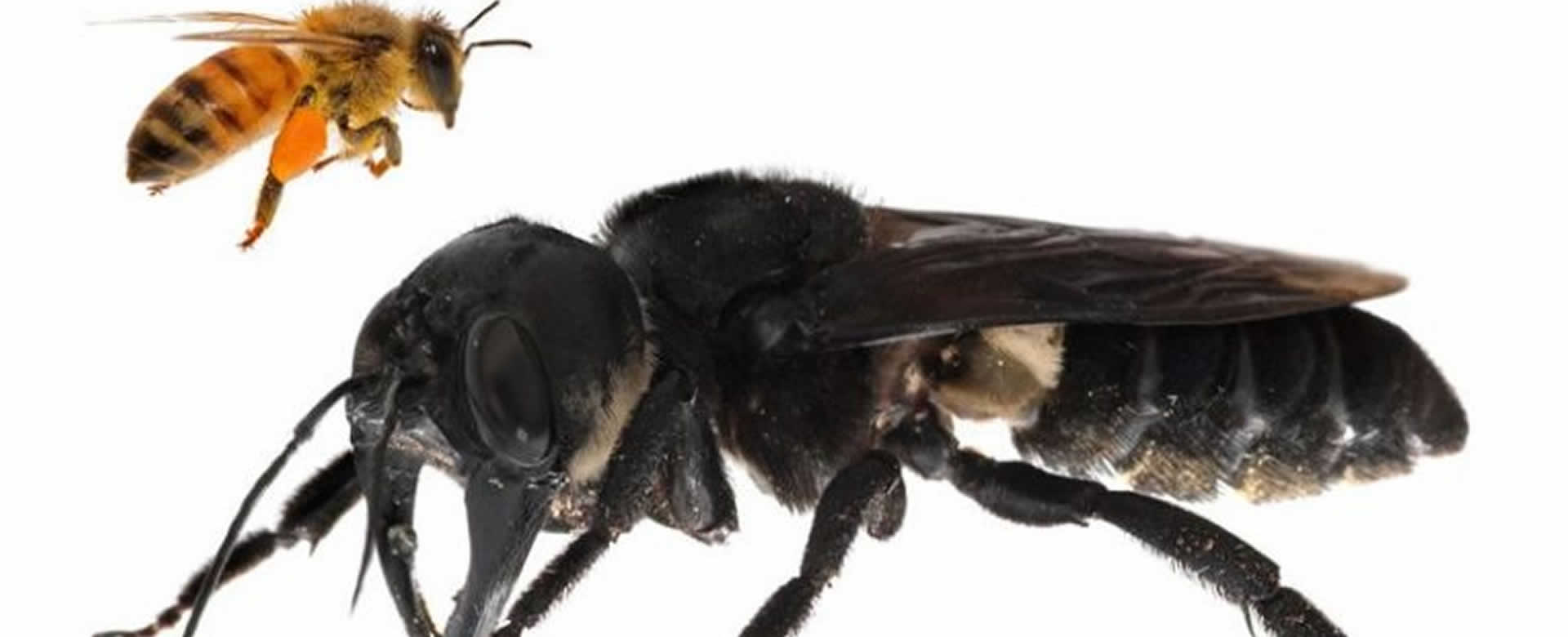 Reaparece la abeja gigante de Wallace, la abeja más grande del mundo que se creía extinta