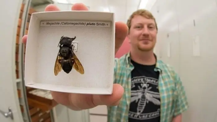 Reaparece la abeja gigante de Wallace, la abeja más grande del mundo que se creía extinta