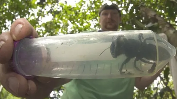 Reaparece la abeja gigante de Wallace, la abeja más grande del mundo que se creía extinta