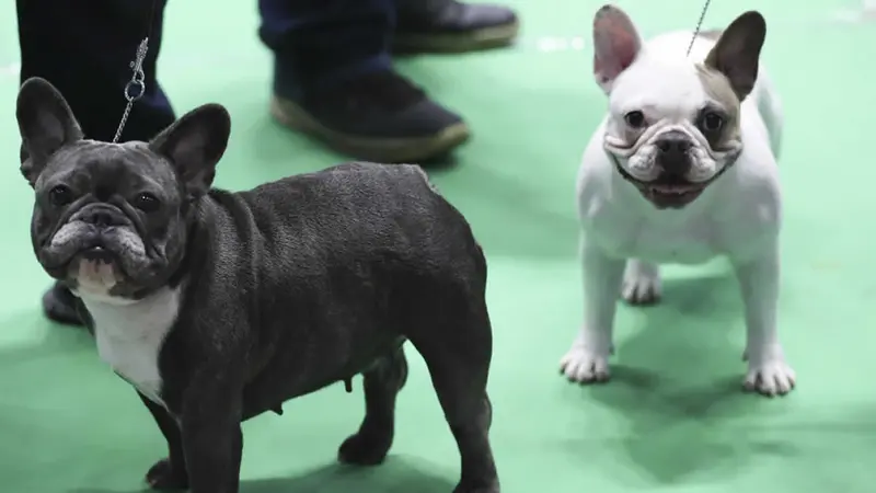 Nicaragua fue anfitriona de la Exposición Canina Internacional