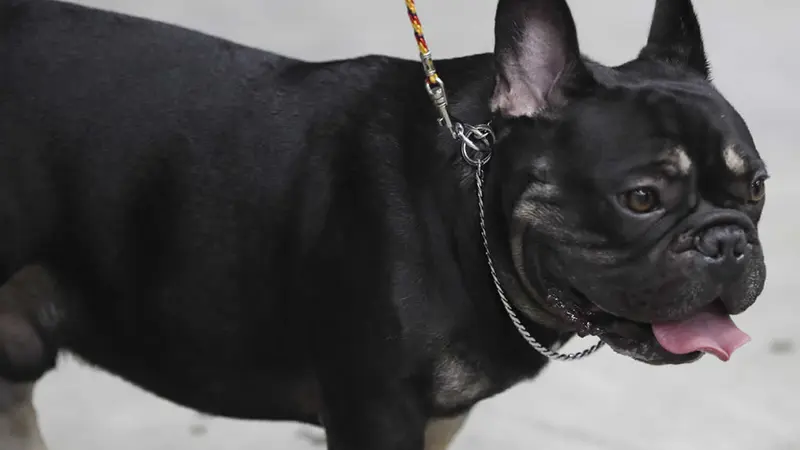 Nicaragua fue anfitriona de la Exposición Canina Internacional