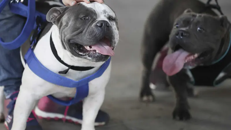 Nicaragua fue anfitriona de la Exposición Canina Internacional