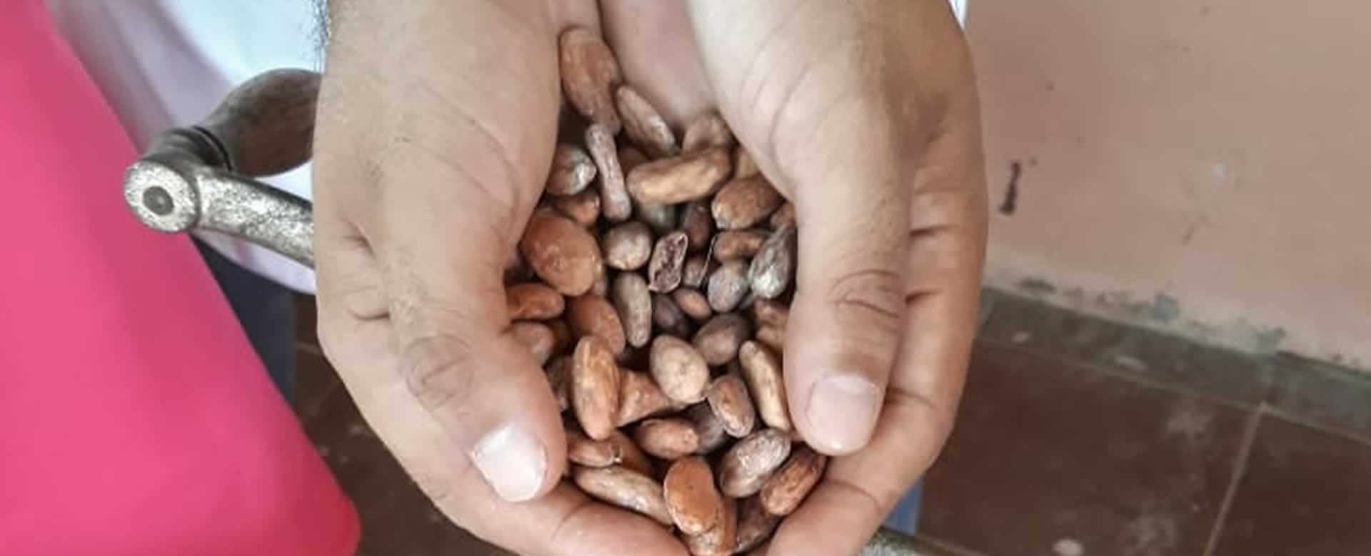 Sistema de producción, consumo y comercio de El Sauce realiza La Primera Feria del Cacao