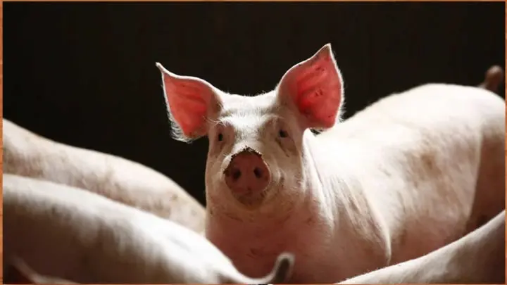 Alemania registra primer caso de peste porcina africana