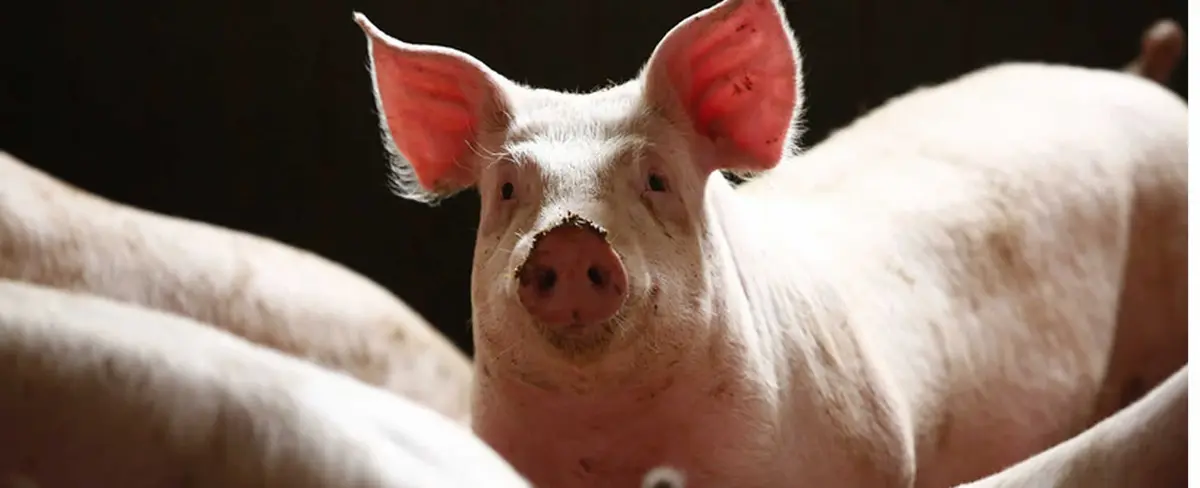 Nuevos casos de peste porcina africana son detectados en la isla de Hainan, China