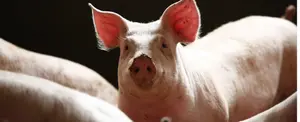 Nuevos casos de peste porcina africana son detectados en la isla de Hainan, China