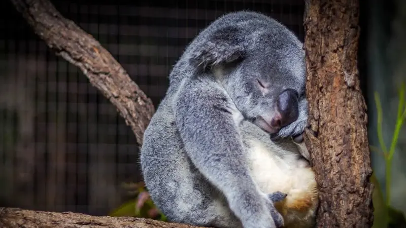 Una ONG anuncia que los koalas están ya "funcionalmente extintos"