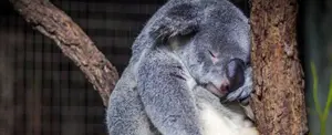 Una ONG anuncia que los koalas están ya "funcionalmente extintos"