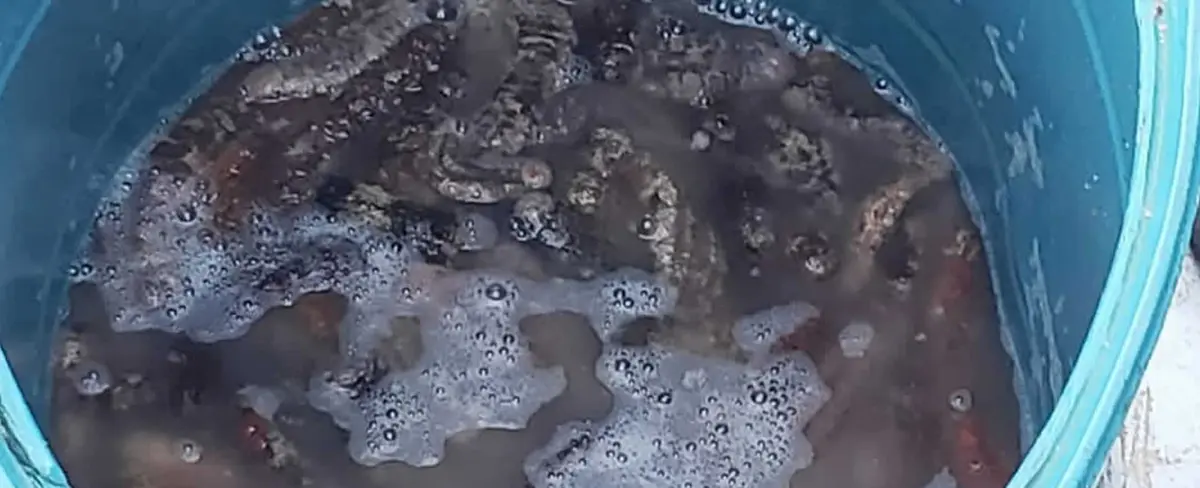 Fuerza Naval detiene lancha por realizar pesca ilegal en Corn Island