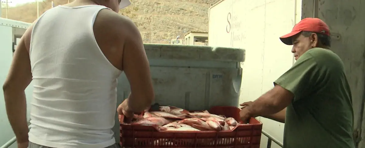 INPESCA: Laguna de Perlas estará instalando jaulas flotantes para captura de róbalo