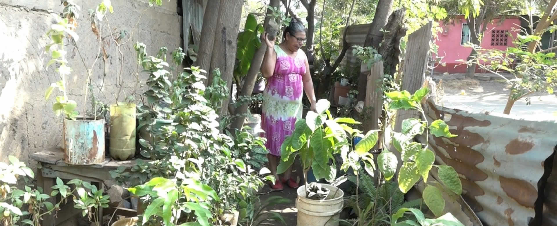 "Siembra en almácigos": patio saludable brinda frescor al ambiente en comarca Los Corteses