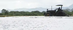 Producción de granos básicos aumentará en este ciclo agrícola de primera