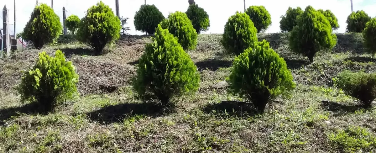 INAFOR y MINED inauguran segundo Arboretum Forestal en el departamento de Jinotega
