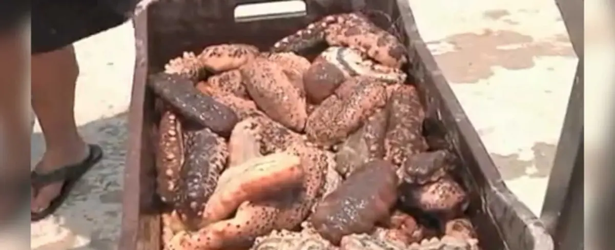 INPESCA informó el inicio del periodo de veda del Pepino de Mar