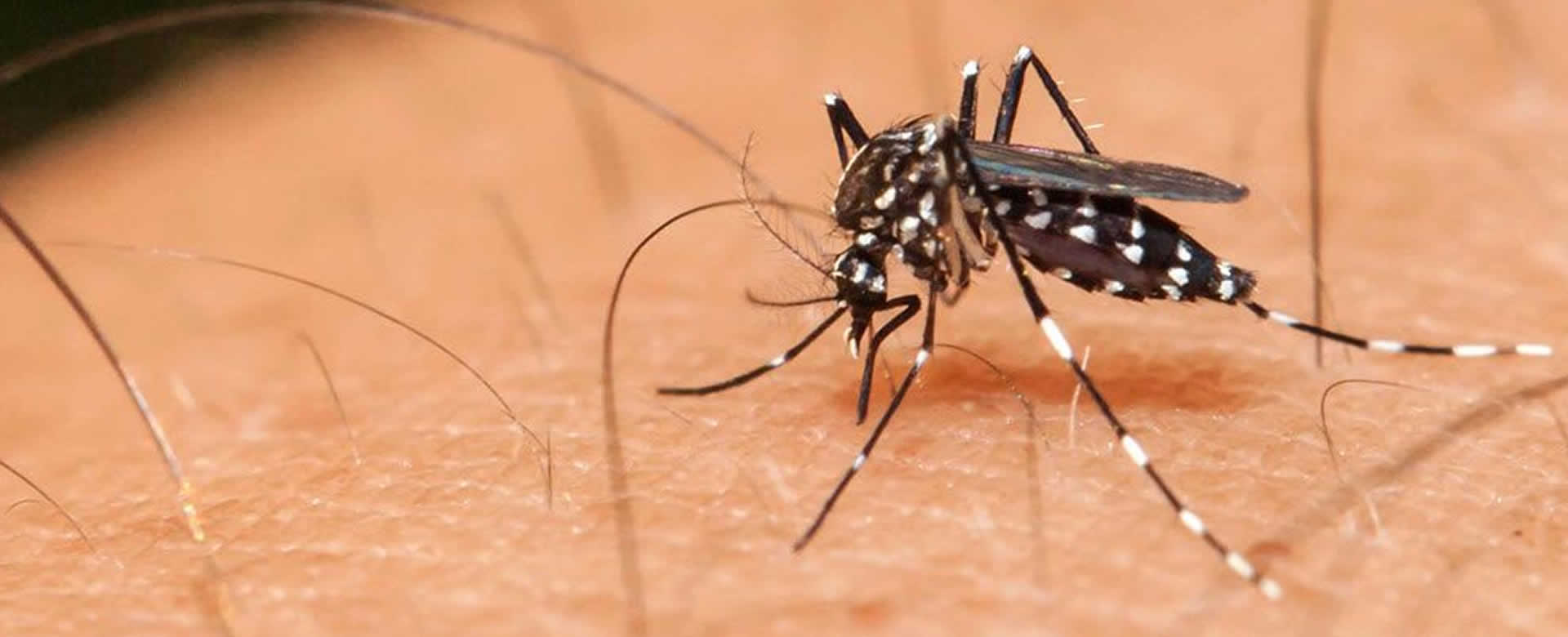 Una piloto fallece días después de ser picada por un mosquito