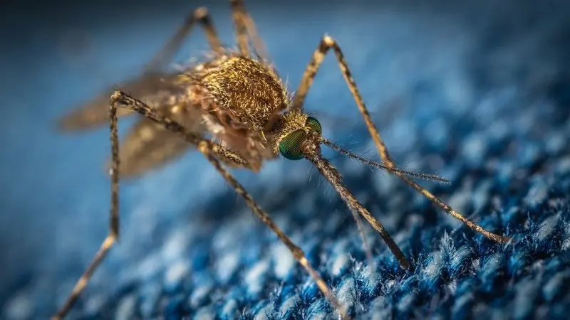 Se teme la propagación de una Malaria resistente a medicamentos