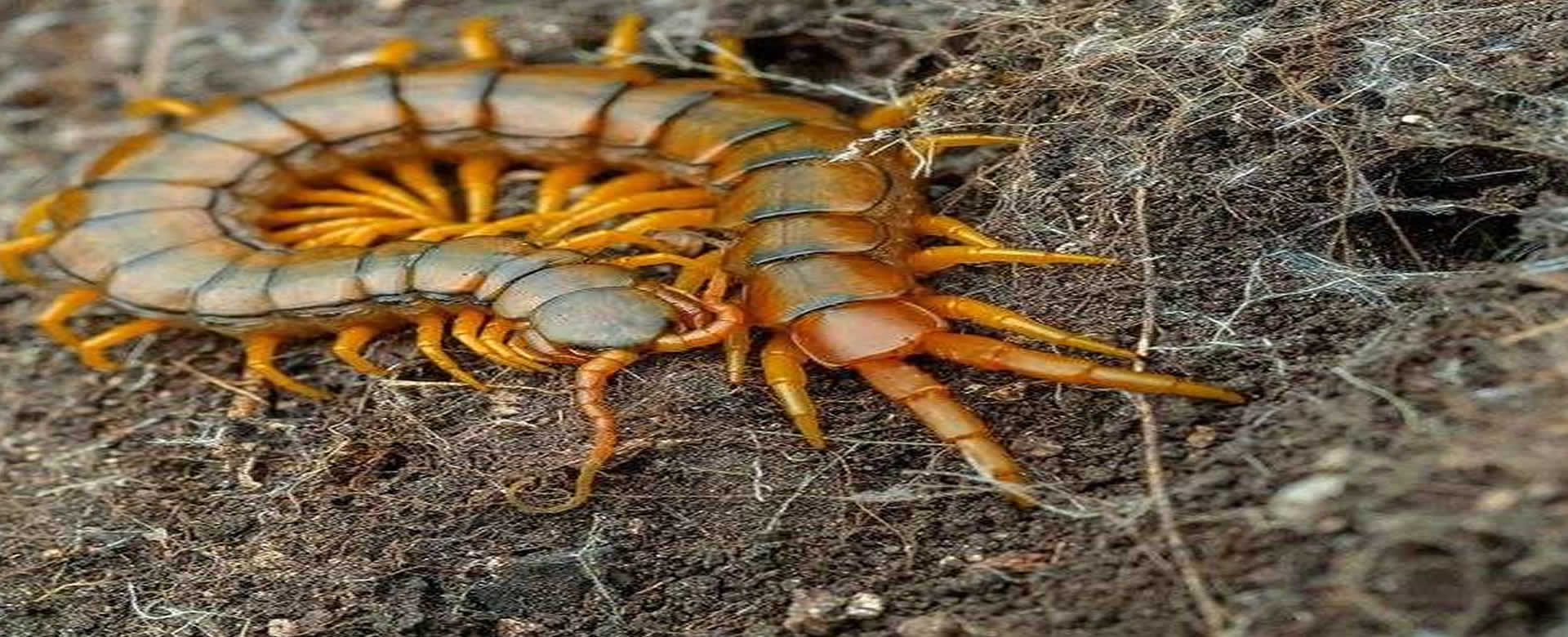 China: fallece un bloguero en directo mientras comía insectos venenosos