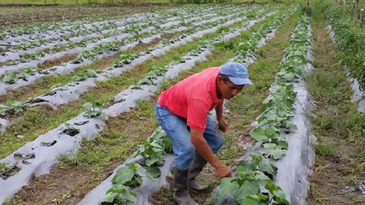MAG producción ciclo primera