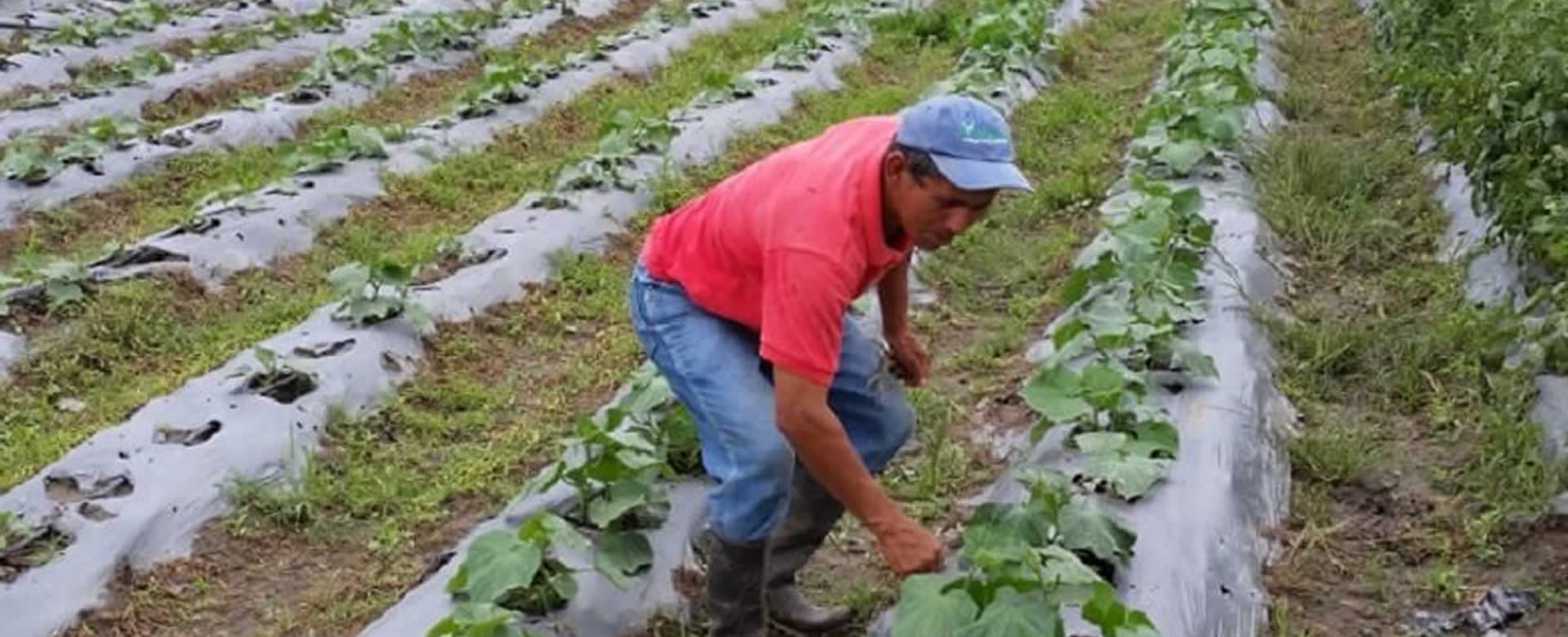 MAG informa el cumplimiento de expectativas de producción del ciclo de primera