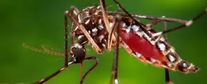 Se teme la propagación de una Malaria resistente a medicamentos