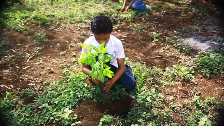 MARENA e INAFOR presenta informe del trabajo realizado para el cuido de la naturaleza